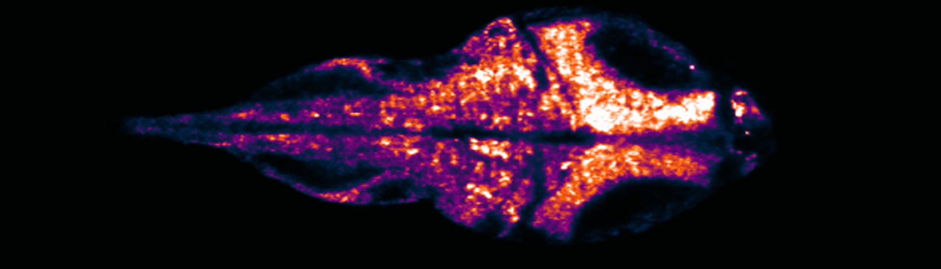 自由行为斑马鱼的全脑功能光学成像