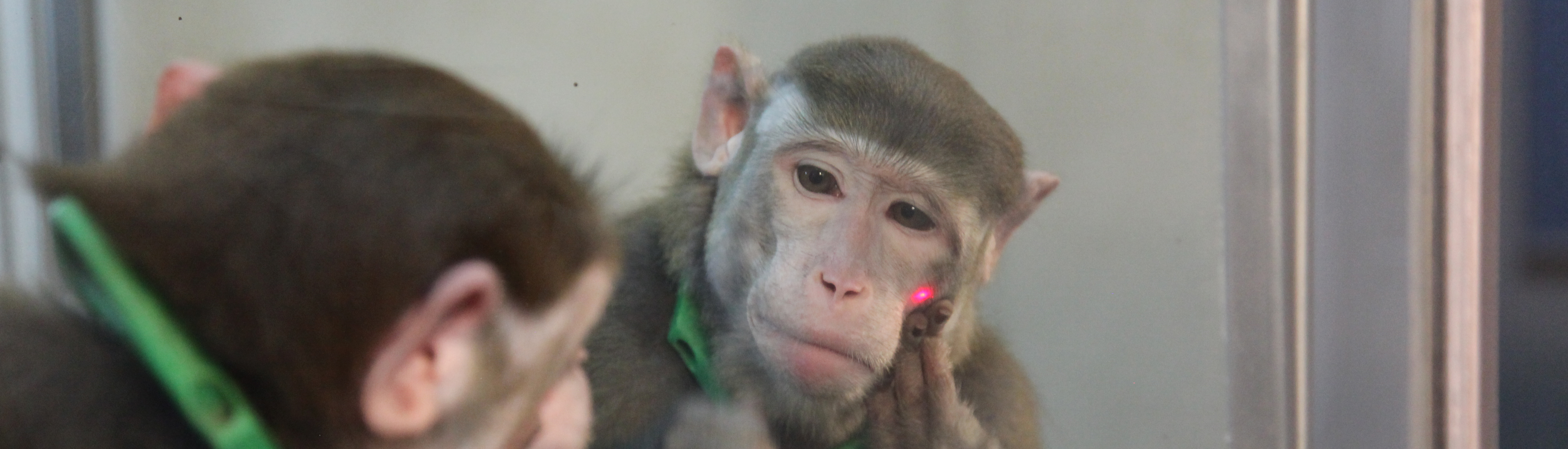 关于恒河猴自我意识研究的最新进展