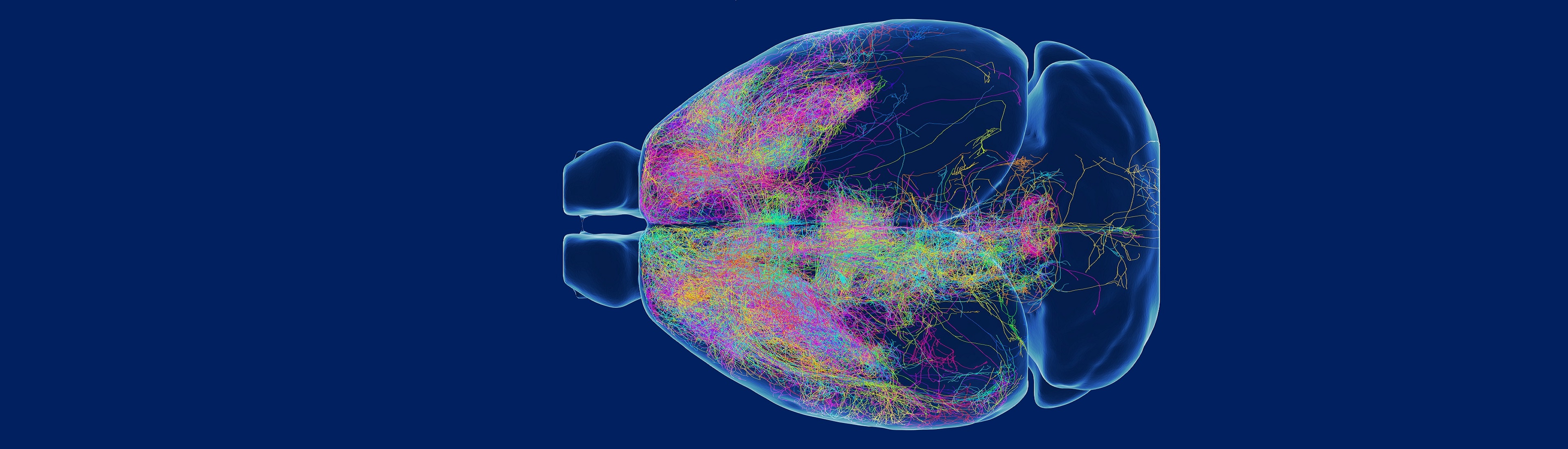 中科院脑智卓越中心发布小鼠前额叶单神经元投射图谱的研究成果