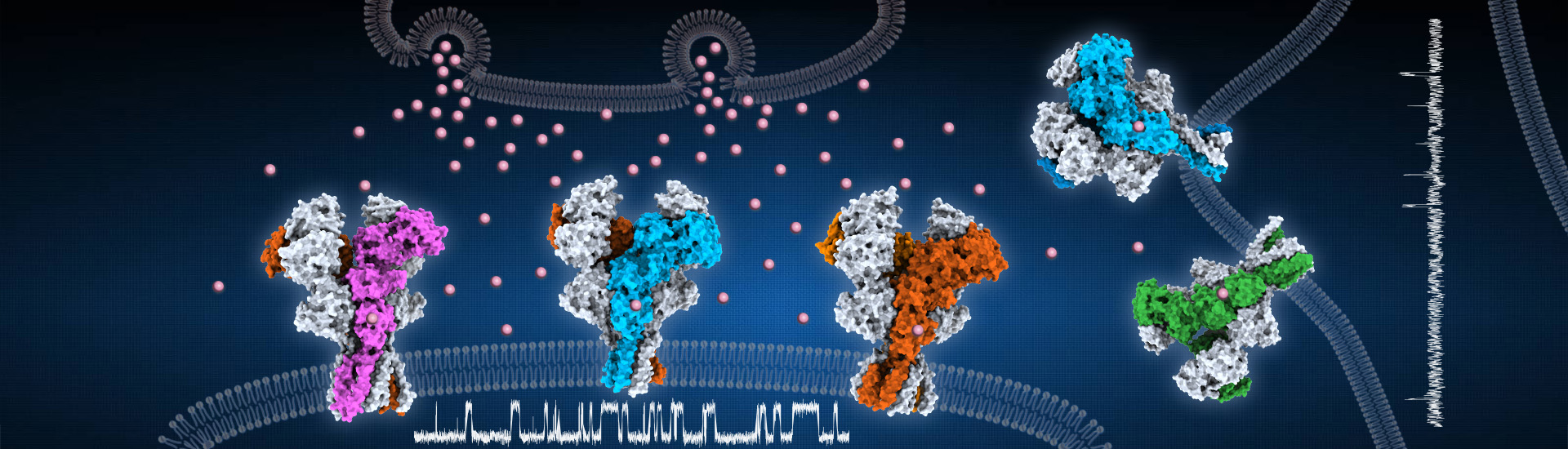 竺淑佳组揭示NMDA受体功能多样性的分子基础