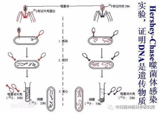 噬菌体感染细菌实验。阿尔弗雷德·赫尔希（Alfred Hershey）和玛莎·蔡斯（Martha Chase）因此获得1969年诺贝尔生理学或医学奖。（图片来源：百度百科）