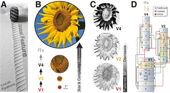 Lu Revised Figure 1.jpg