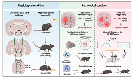 李毅组合作揭示下丘脑-脑桥-脊髓通路激活促进小鼠运动启动与脊髓损伤功能恢复机制研究