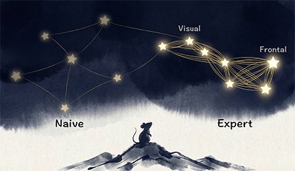 脑智卓越中心揭示视觉任务学习过程中脑网络功能连接和信息编码动态的变化