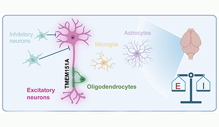 脑智卓越中心发现TMEM151A在前脑兴奋性神经元调控癫痫易感性的作用