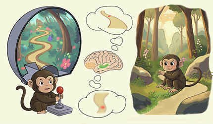 脑智卓越中心揭示灵长类在真实与虚拟导航中的脑活动差异