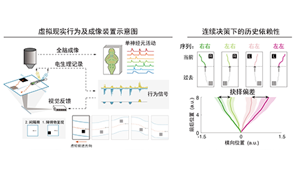 脑智卓越中心合作揭示斑马鱼连续抉择的跨脑区计算机制
