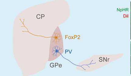 脑智卓越中心揭示外侧苍白球PV和FoxP2神经元在感知决策中的不同作用