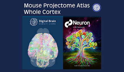 小鼠介观脑图谱在线数据库平台发布小鼠全皮层单神经元投射图谱数据资源