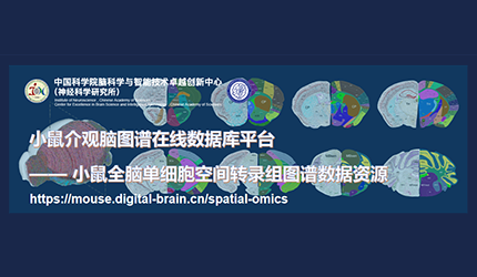 小鼠介观脑图谱在线数据库平台——发布小鼠全脑空间转录组图谱数据资源